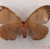 006 Heterocera (FV) Eupterotidae IMG_4279WTMK.jpg