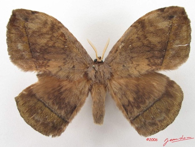 007 Heterocera (FD) Eupterotidae IMG_4768WTMK.jpg