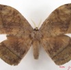 007 Heterocera (FD) Eupterotidae IMG_4768WTMK.jpg