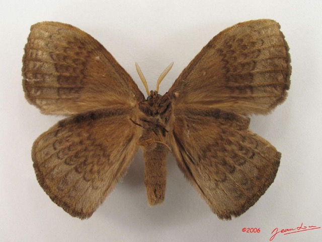 008 Heterocera (FV) Eupterotidae IMG_4769WTMK.jpg