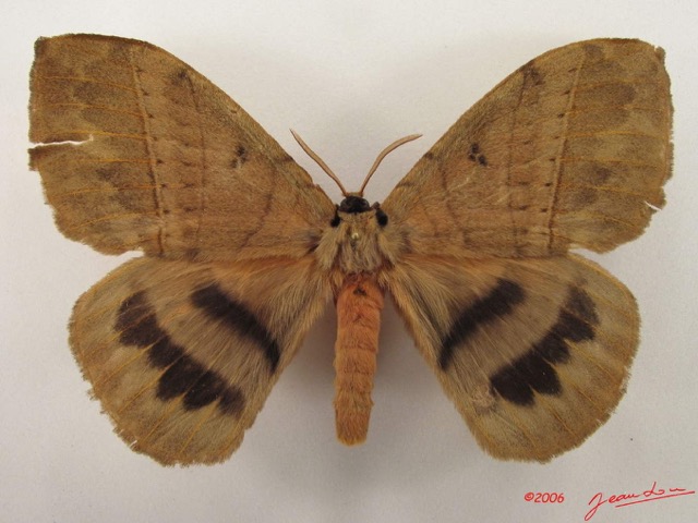 009 Heterocera (FD) Eupterotidae IMG_4869WTMK.jpg