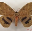 009 Heterocera (FD) Eupterotidae IMG_4869WTMK.jpg