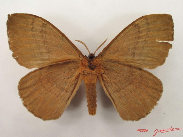 010 Heterocera (FV) Eupterotidae IMG_4870WTMK.jpg