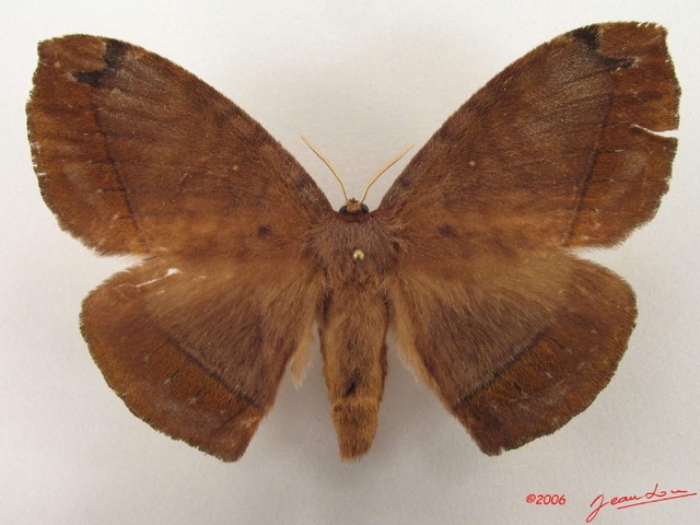 011 Heterocera (FD) Eupterotidae IMG_4871WTMK.jpg