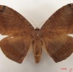 011 Heterocera (FD) Eupterotidae IMG_4871WTMK.jpg