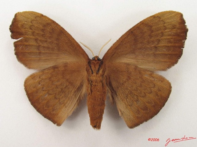 012 Heterocera (FV) Eupterotidae IMG_4872WTMK.jpg