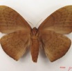 012 Heterocera (FV) Eupterotidae IMG_4872WTMK.jpg