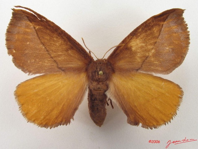 013 Heterocera (FD) Eupterotidae IMG_5083WTMK.jpg