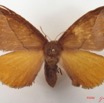 013 Heterocera (FD) Eupterotidae IMG_5083WTMK.jpg
