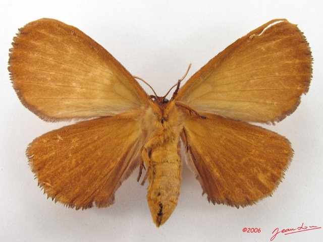 014 Heterocera (FV) Eupterotidae IMG_5085WTMK.jpg