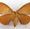 014 Heterocera (FV) Eupterotidae IMG_5085WTMK.jpg