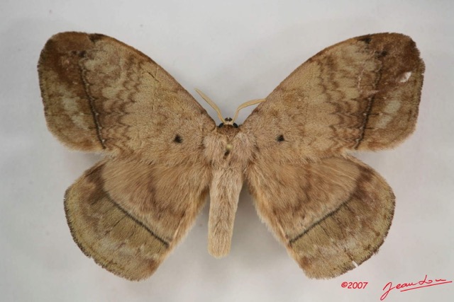 015 Heterocera (FD) Eupterotidae IMG_4058WTMK.jpg