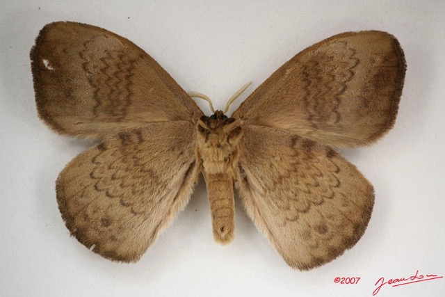 016 Heterocera (FV) Eupterotidae IMG_4060WTMK.jpg