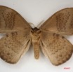016 Heterocera (FV) Eupterotidae IMG_4060WTMK.jpg
