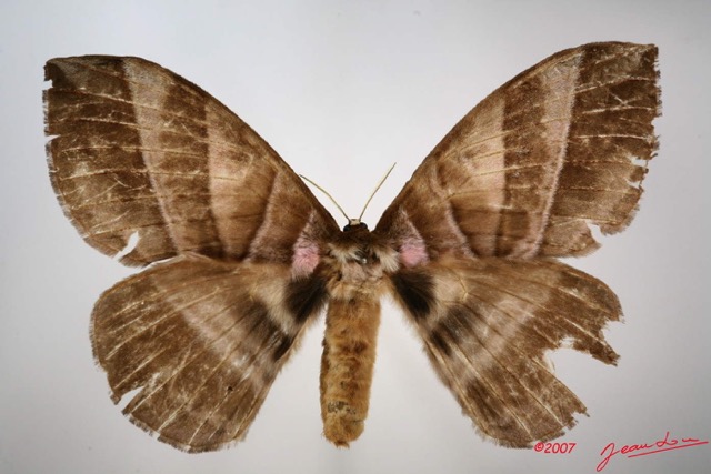 019 Heterocera (FD) Eupterotidae 7IMG_7456WTMK.jpg