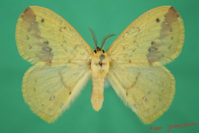 021 Heterocera (FD) Eupterotidae 7EIMG_9056WTMK.jpg