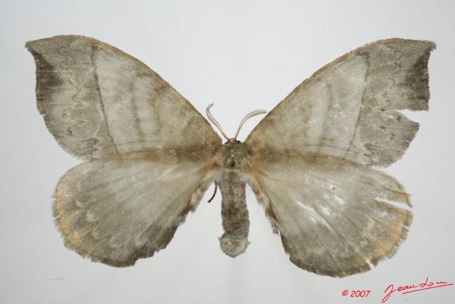 023 Heterocera (FD) Eupterotidae 7EIMG_9126WTMK.jpg
