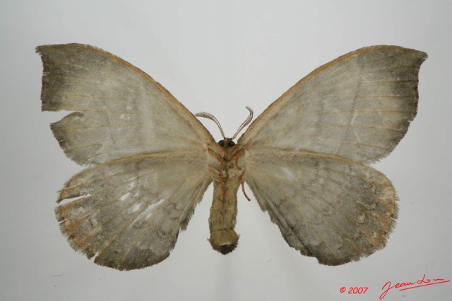 024 Heterocera (FV) Eupterotidae 7EIMG_9127WTMK.jpg