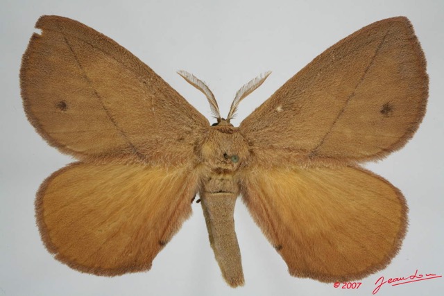 025 Heterocera (FD) Eupterotidae 7EIMG_0186WTMK.jpg
