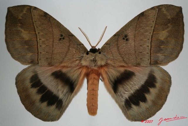 027 Heterocera (FD) Eupterotidae 7EIMG_0293WTMK.jpg