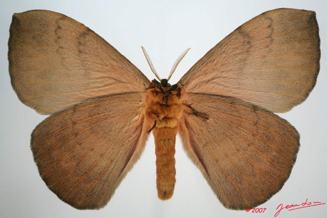 028 Heterocera (FV) Eupterotidae 7EIMG_0294WTMK.jpg