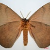 028 Heterocera (FV) Eupterotidae 7EIMG_0294WTMK.jpg