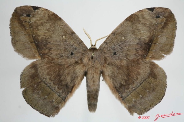 029 Heterocera (FD) Eupterotidae 7EIMG_1161WTMK.jpg