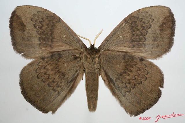 030 Heterocera (FV) Eupterotidae 7EIMG_1163WTMK.jpg