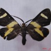 001 Heterocera (FD) Geometridae Pitthea m IMG_3271WTMK.jpg