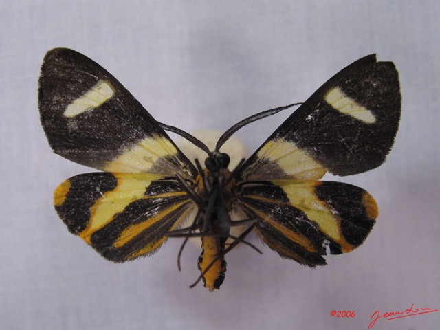 002 Heterocera (FV) Geometridae Pitthea m IMG_3272WTMK.jpg