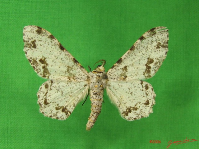 005 Heterocera (FD) Geometridae m IMG_3701WTMK.jpg