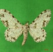 005 Heterocera (FD) Geometridae m IMG_3701WTMK.jpg