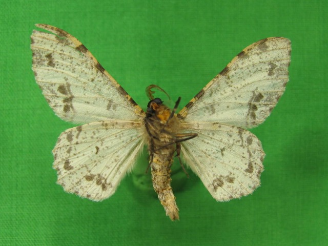 006 Heterocera (FV) Geometridae m IMG_3703.jpg
