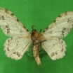 006 Heterocera (FV) Geometridae m IMG_3703.jpg