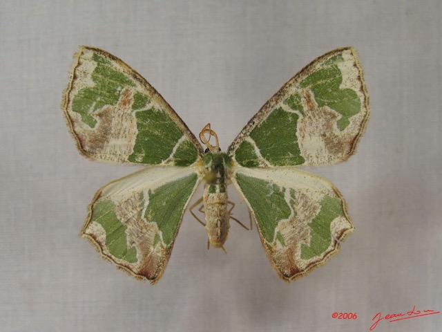 007 Heterocera (FD) Geometridae IMG_3724WTMK.jpg