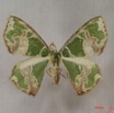 007 Heterocera (FD) Geometridae IMG_3724WTMK.jpg