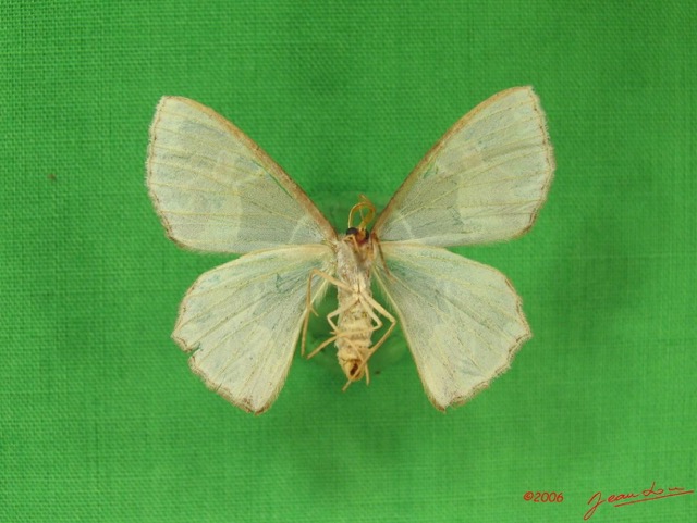008 Heterocera (FV) Geometridae IMG_3727WTMK.jpg