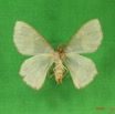 008 Heterocera (FV) Geometridae IMG_3727WTMK.jpg