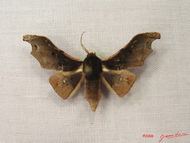 011 Heterocera (FD) Geometridae Ennominae IMG_3924WTMK.jpg