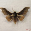 011 Heterocera (FD) Geometridae Ennominae IMG_3924WTMK.jpg