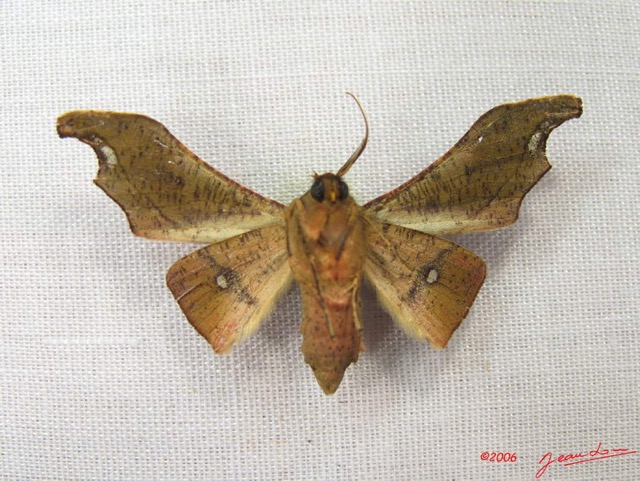 012 Heterocera (FV) Geometridae Ennominae IMG_3925WTMK.jpg