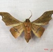 012 Heterocera (FV) Geometridae Ennominae IMG_3925WTMK.jpg