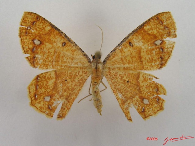 013 Heterocera (FD) Geometridae IMG_4313WTMK.jpg