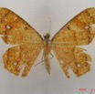 013 Heterocera (FD) Geometridae IMG_4313WTMK.jpg