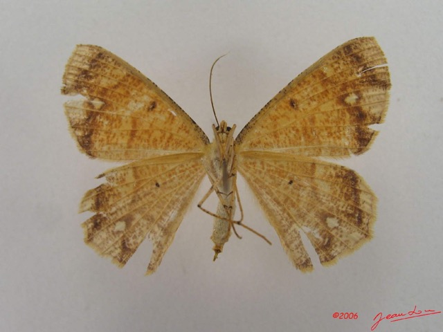 014 Heterocera (FV) Geometridae IMG_4314WTMK.jpg