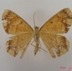 014 Heterocera (FV) Geometridae IMG_4314WTMK.jpg