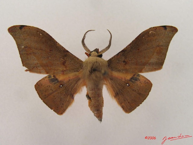 015 Heterocera (FD) Geometridae Plegapteryx sp IMG_4373WTMK.jpg
