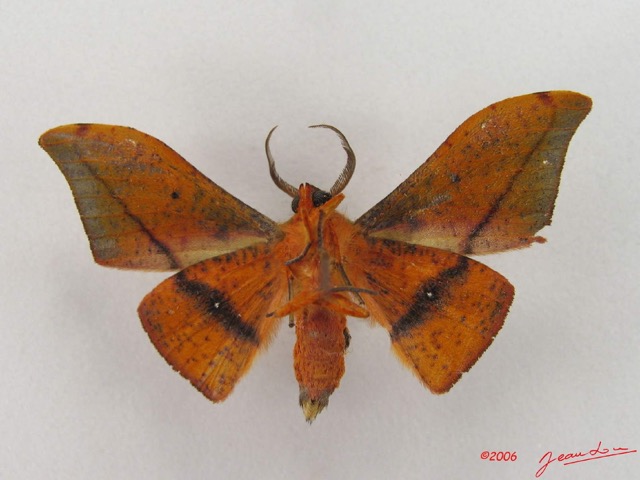 016 Heterocera (FV) Geometridae Plegapteryx sp IMG_4374WTMK.jpg