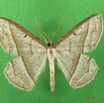 017 Heterocera (FD) Geometridae IMG_4380WTMK.jpg