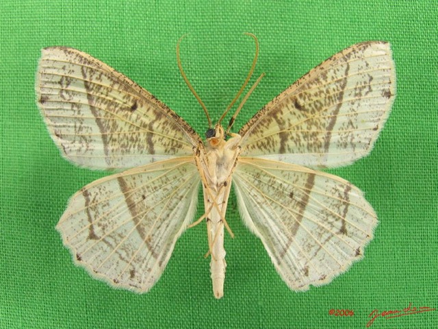 018 Heterocera (FV) Geometridae IMG_4381WTMK.jpg